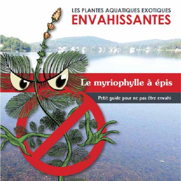 Guide d'identification - Myriophylle à épis - Français