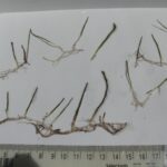 Myriophylle grèle