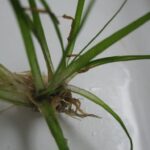 Ériocaulon septangulaire