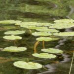 Nénuphar