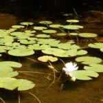 Nymphéa