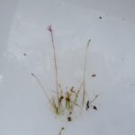 Utriculaire résupinée