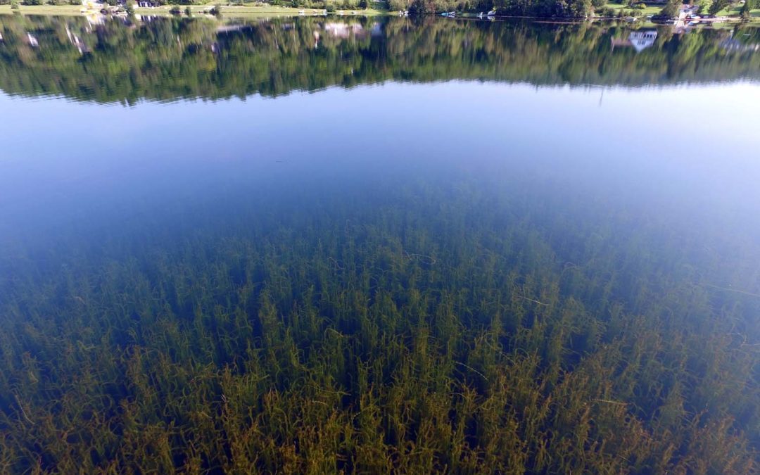 Tables de concertation et stratégies régionales sur les espèces exotiques envahissantes floristiques : Une bonne nouvelle pour la biodiversité au sud du 49e parallèle (Communiqué de presse)